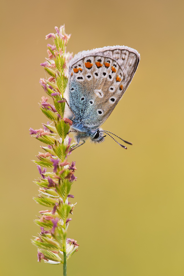 Common Blue 13